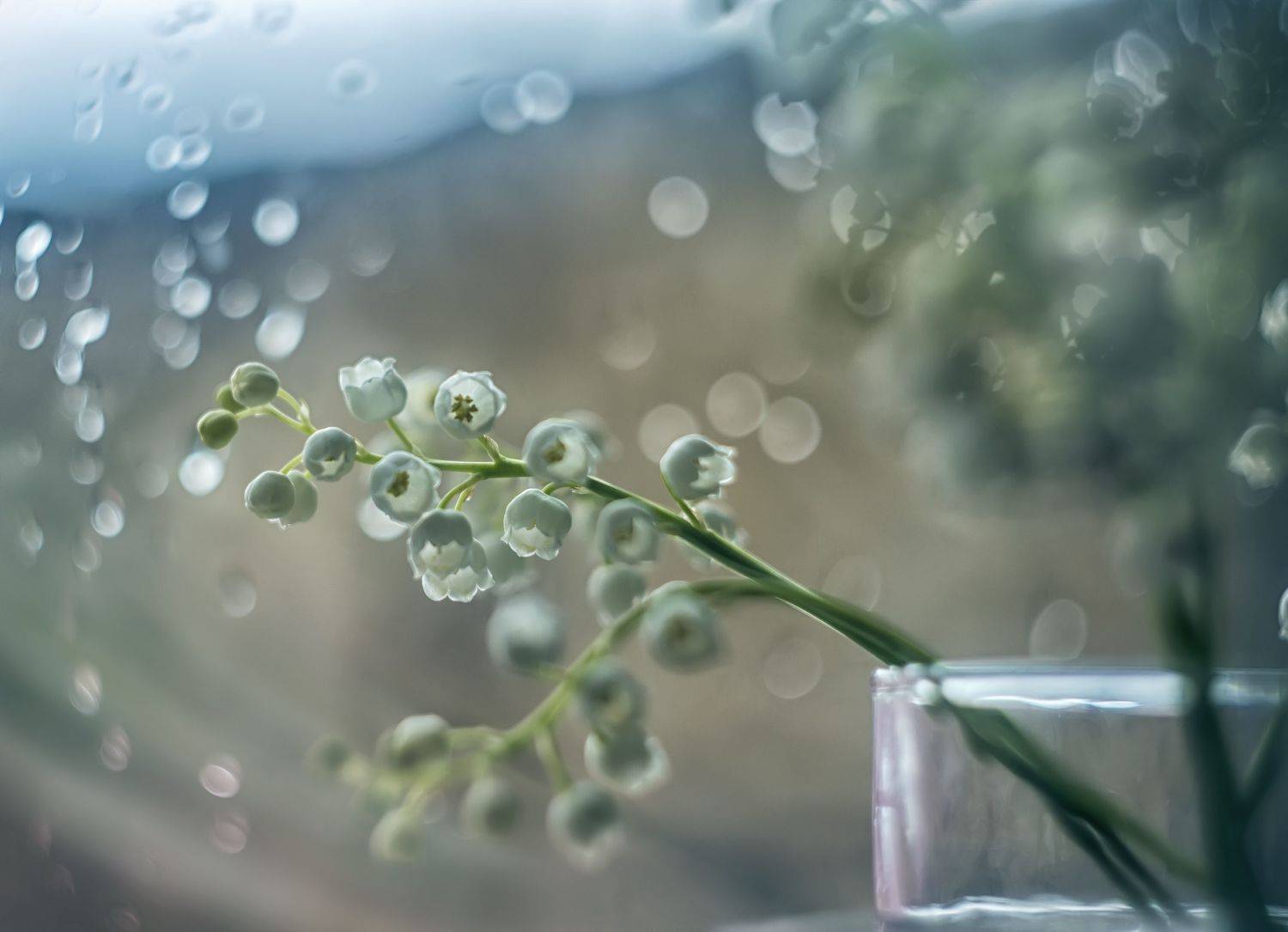 , Сигидова Ирина