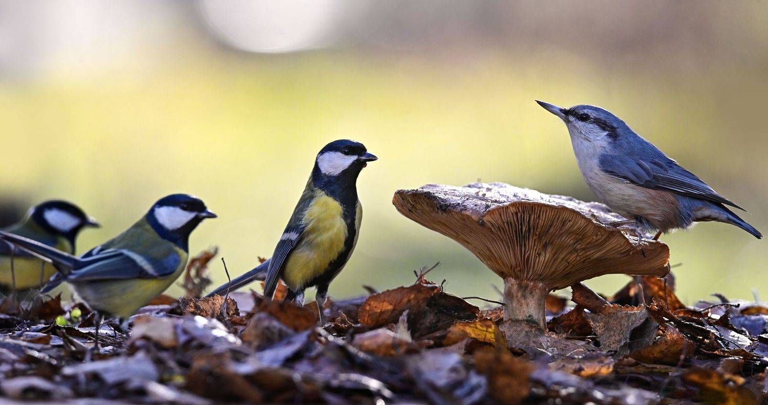 , Чернобай Анна