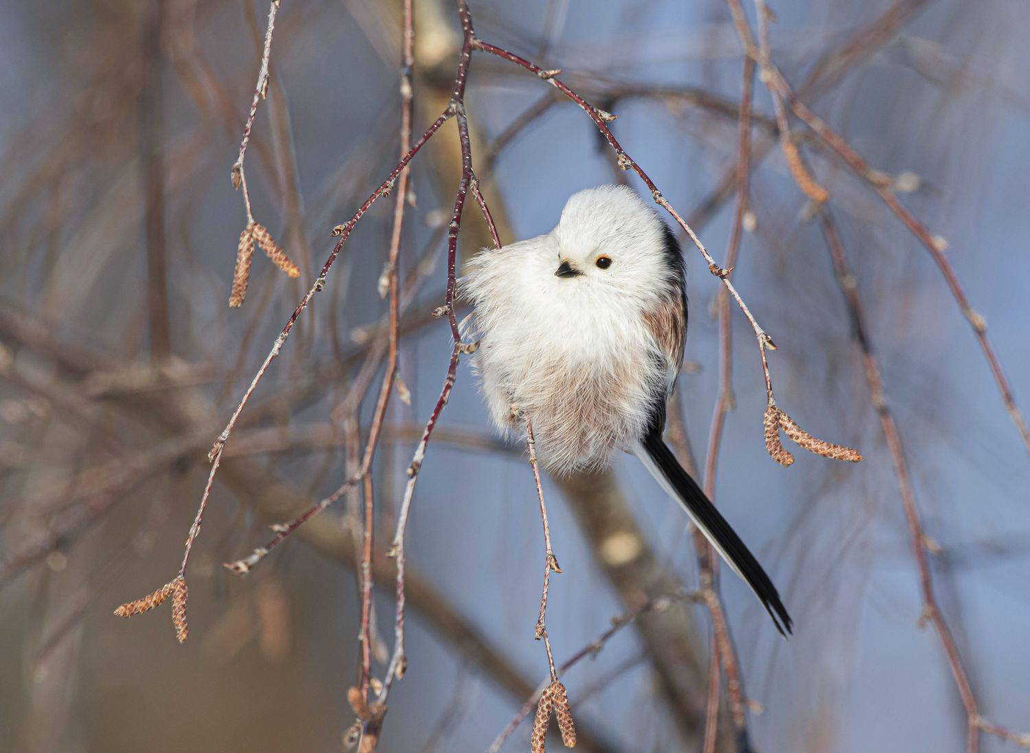 птицы,природа, зима, Андрей Киселёв