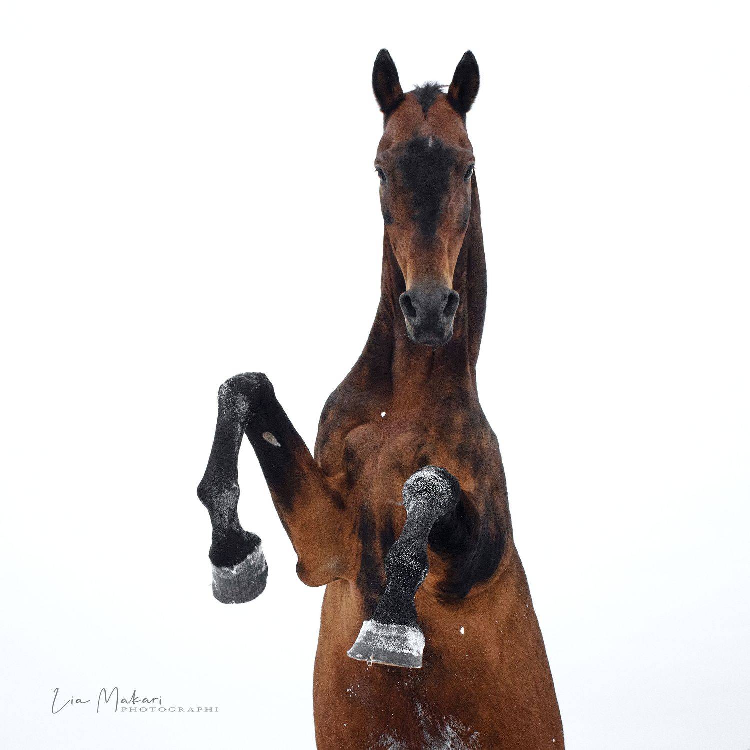 , Макари Лия