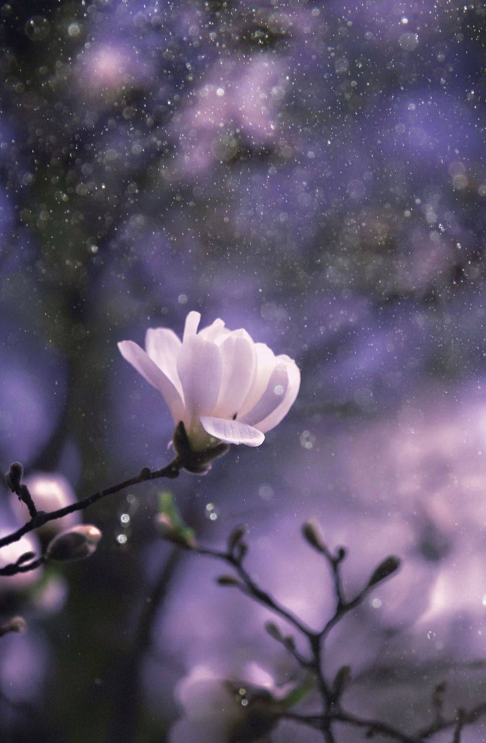 макро, macro, цветы, flowers, магнолия, весна, spring, Julia Kaissa