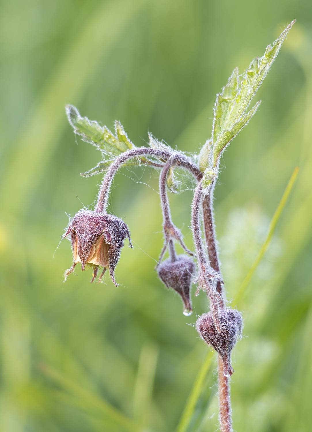 , Ольга Бонина