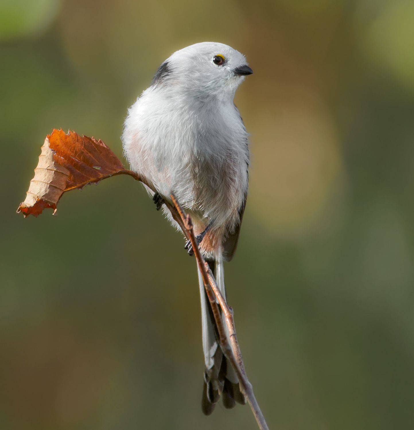 птицы России, птицы Москвы, фотоохота, наблюдение за птицами, птица, птицы, орнитология, nikon, birding, birdwatching, bird freak, Никон Александр