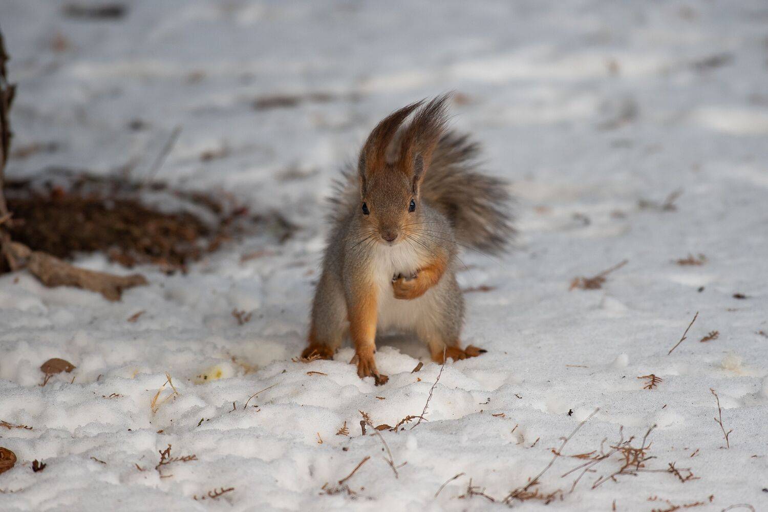 Sciurus vulgaris, volgograd, russia, wildlife, , Сторчилов Павел