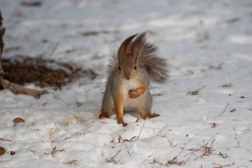 Sciurus vulgaris
