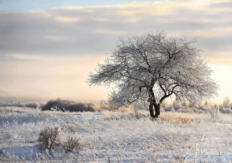 Яблоня зимой... фото превью