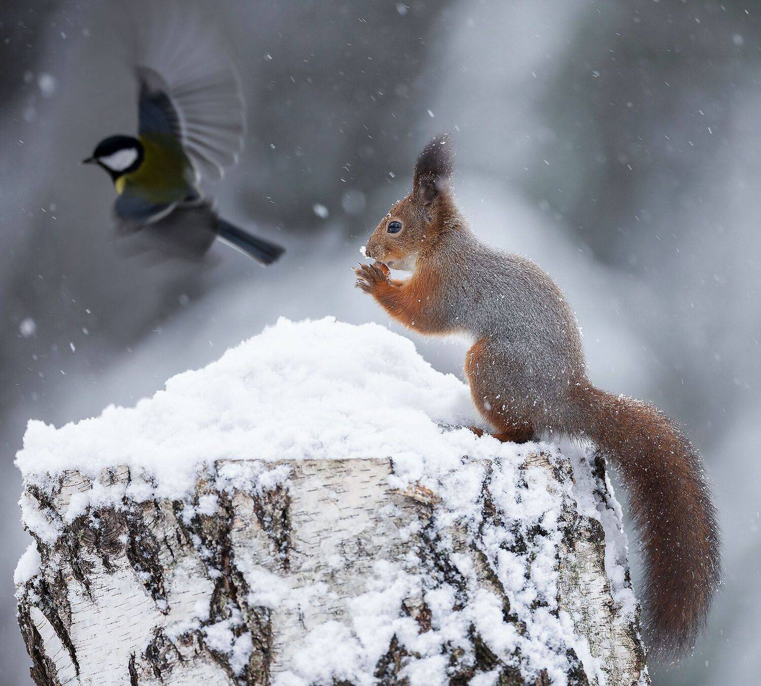 белка,синица, орех, сюжет,зима, природа, squirrel,bird, nut, winter, nature, Стукалова Юлия