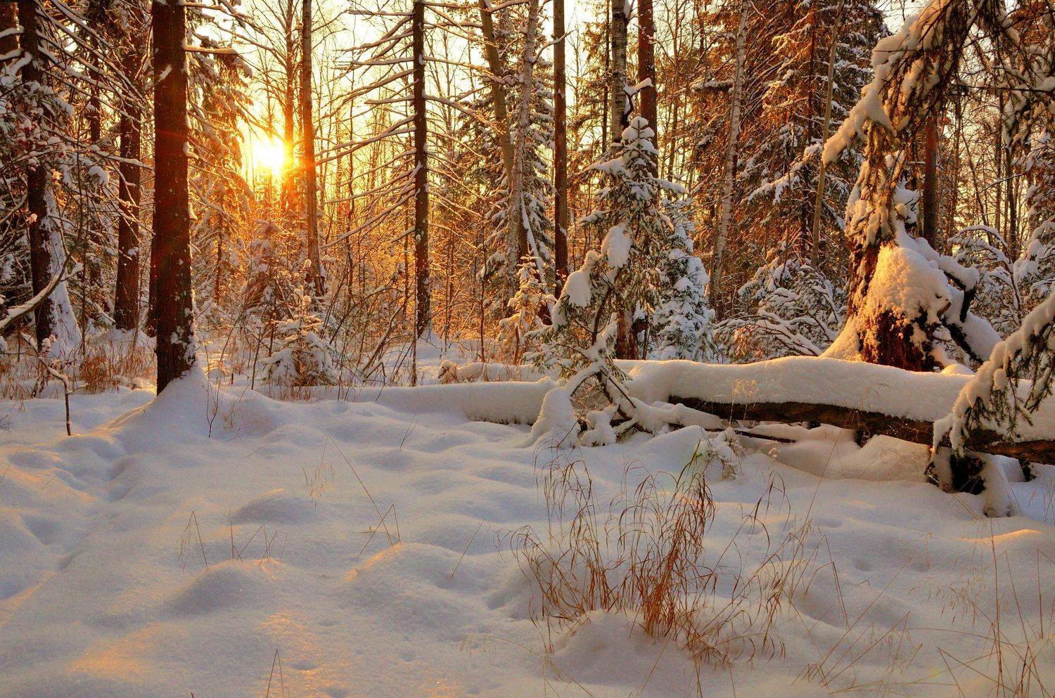 лес зима закат, Шустиков Дмитрий