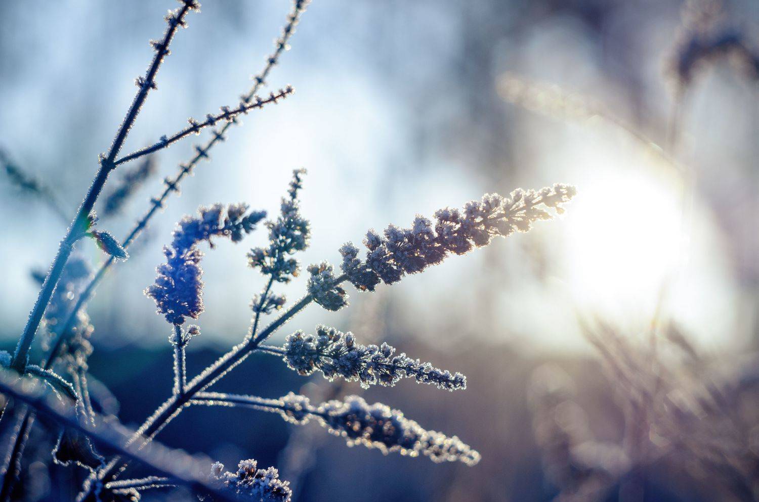 Зима, иней, холод, ветви в инее, Shadow Anna