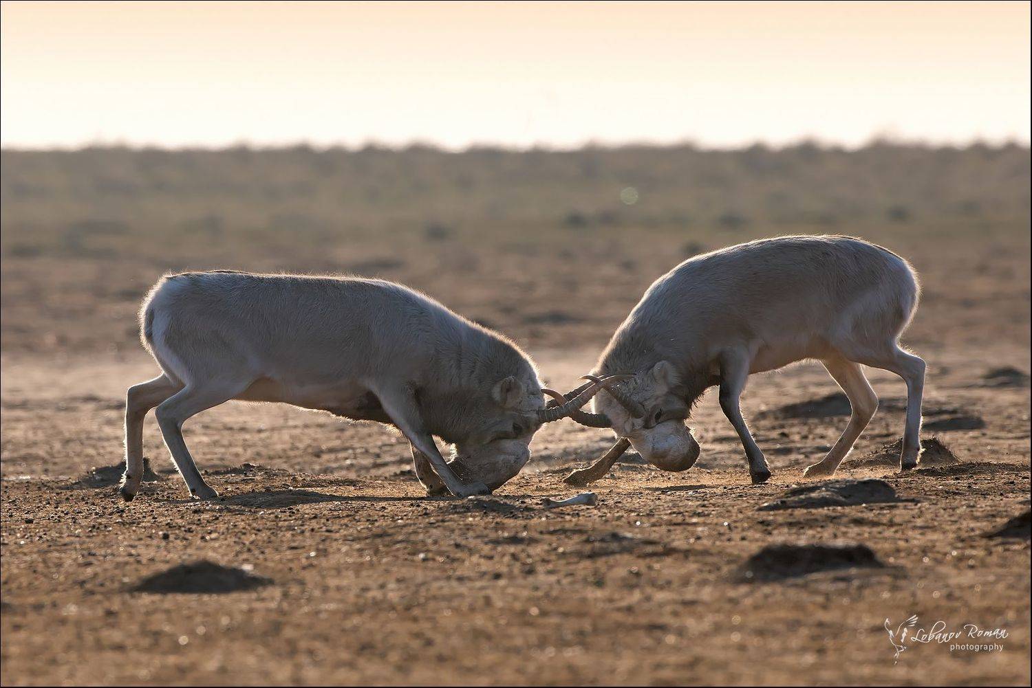 сайгак, гон, степной, лобанов, Роман Лобанов