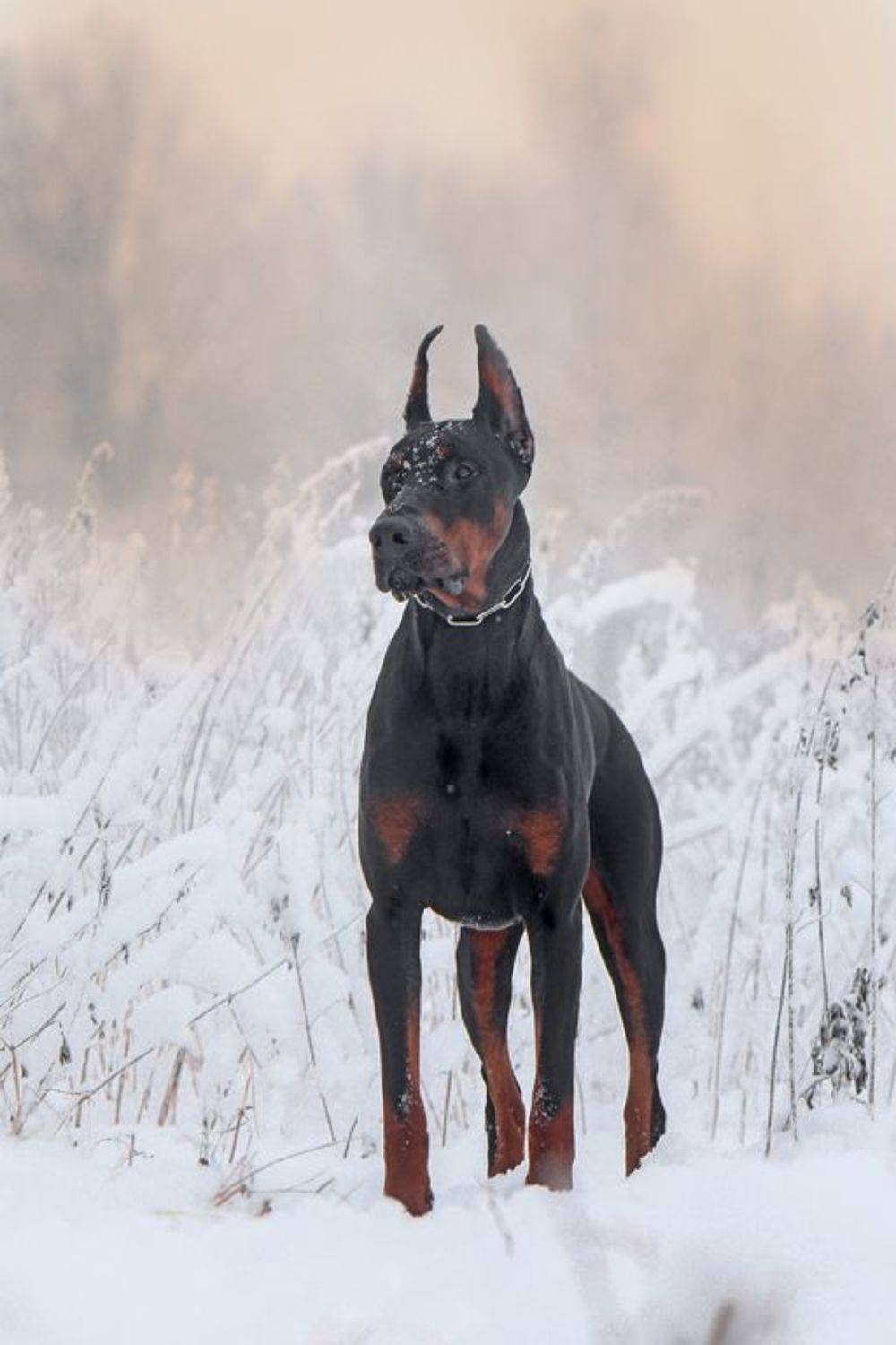 , Андрей Ершов