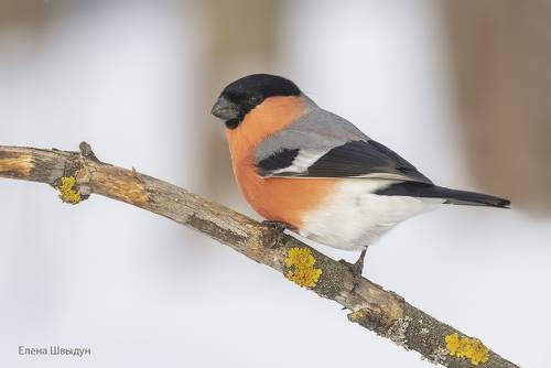 Bullfinches