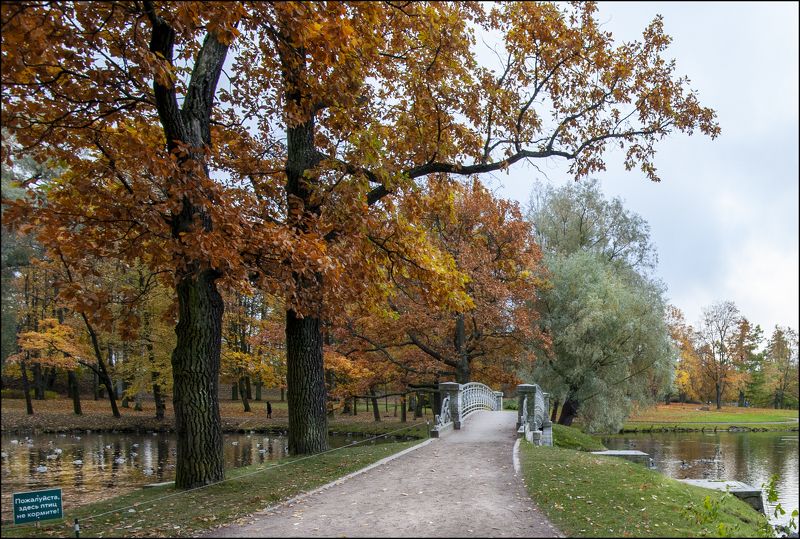 Осенние мотивы фото превью