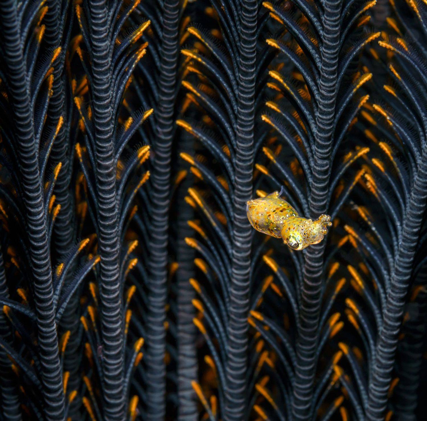 , Савин Андрей