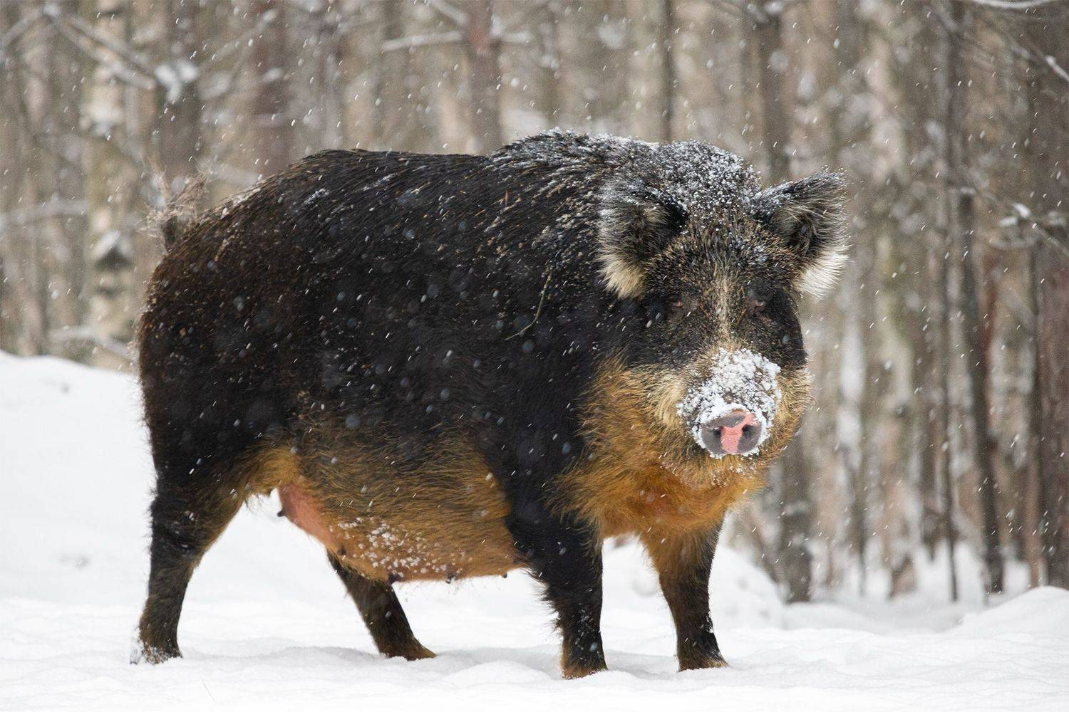 , Чудинин Дмитрий