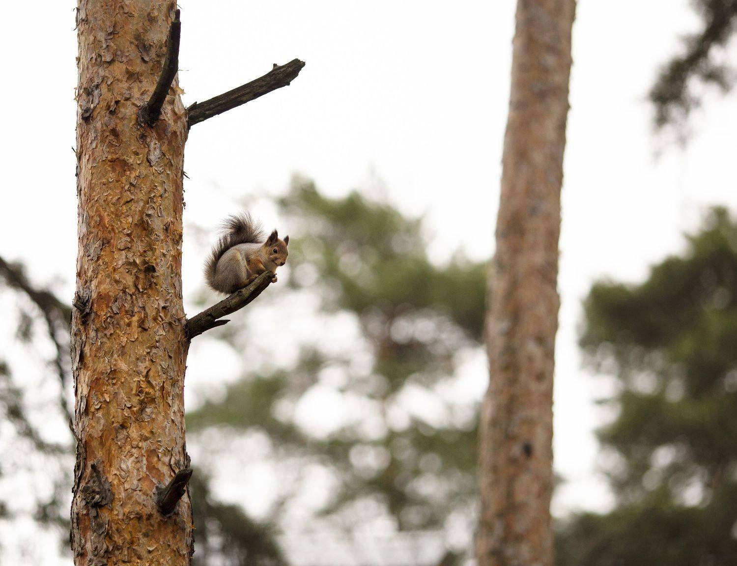 , Мария Трещева