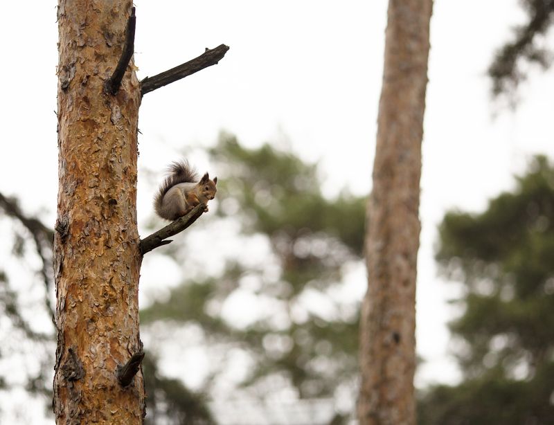 *** фото превью