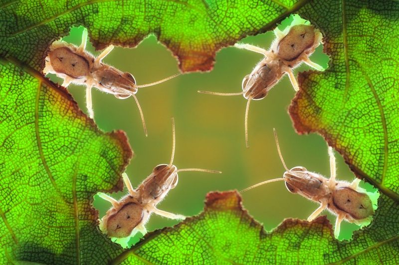 Macro Peek a boo фото превью