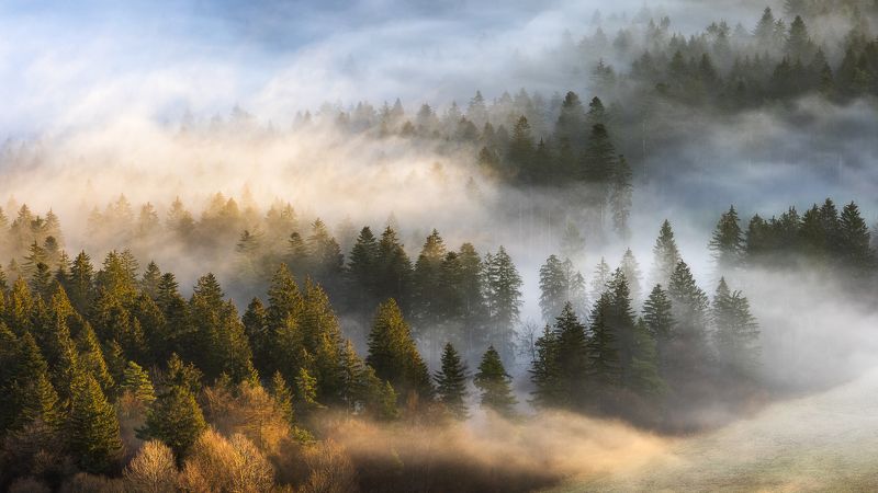 Misty forest фото превью