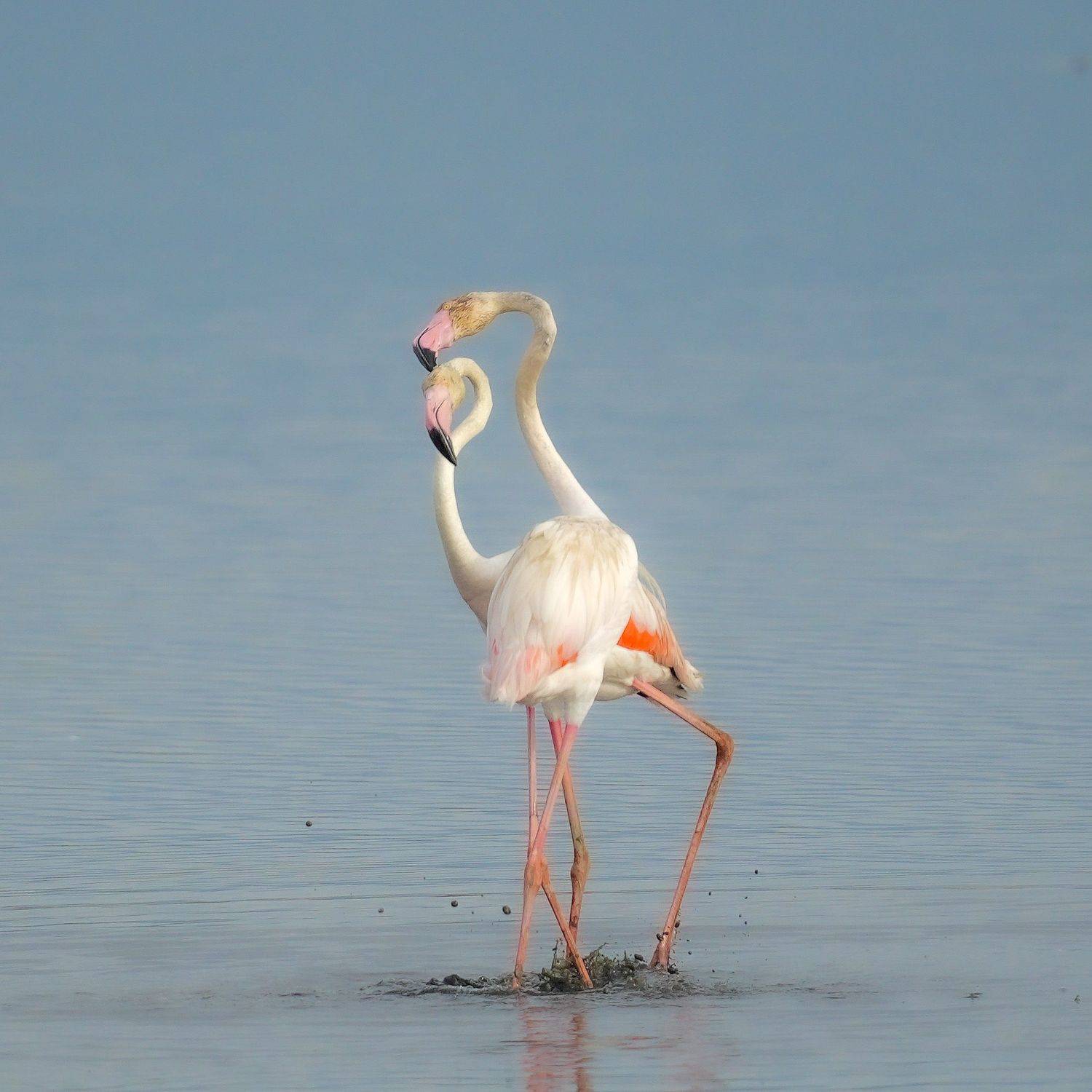 flamingo, Jian Ma