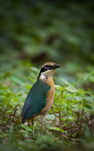 Indian Pitta