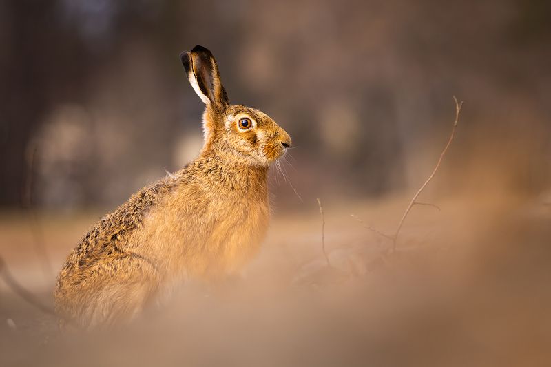 Hare фото превью