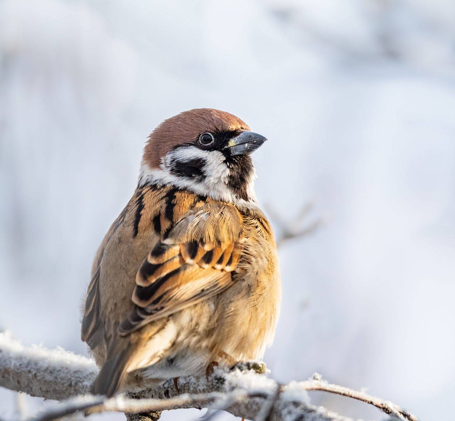 , Курлянцев Алексей