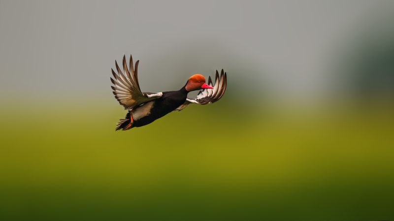 wildlife,wildlife,bird,birds,water,nature,wild,pochard The red-crested pochard#2 фото превью