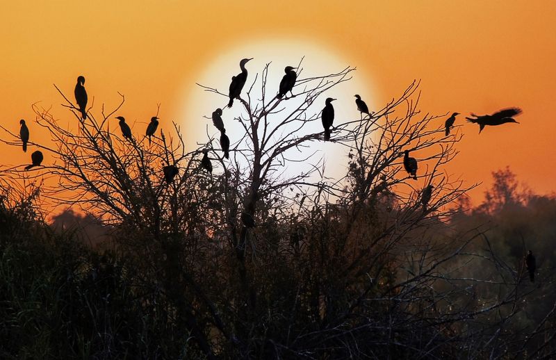 *** фото превью