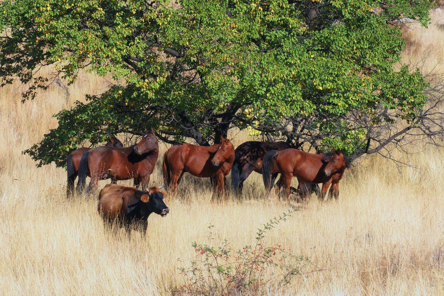 дагестан, Галина Хвостенко