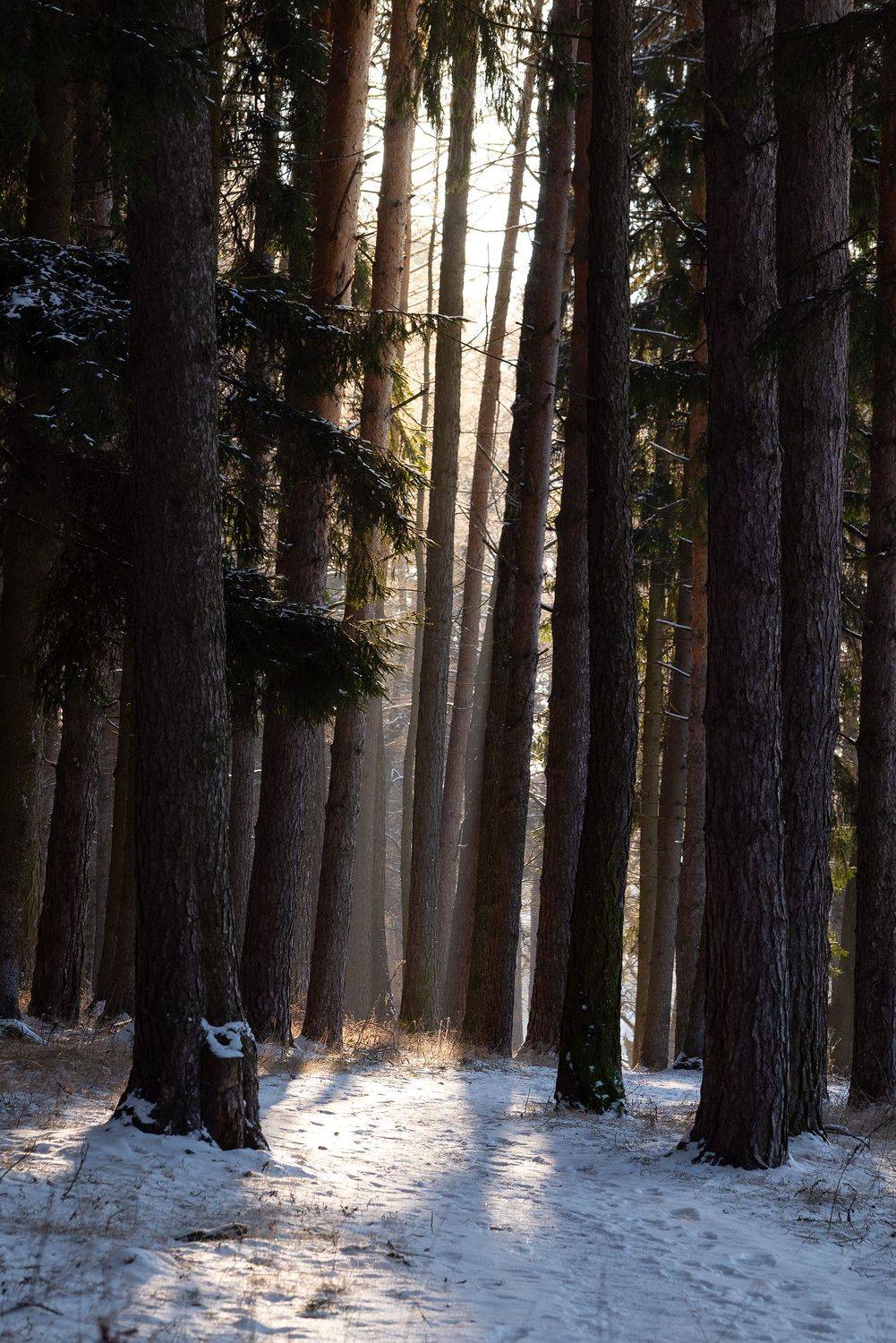 , Стрельцов Виталий