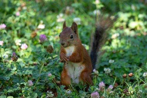Sciurus vulgaris