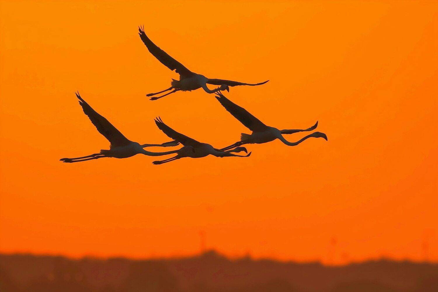 , Красимир Георгиев