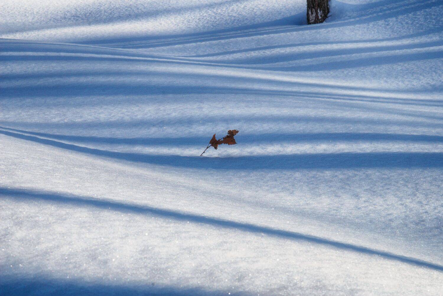 тени снег веточка, Вера Петри