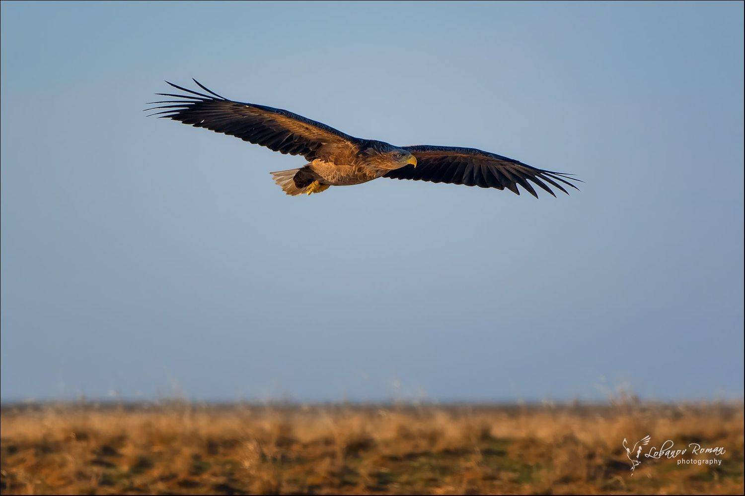 , Роман Лобанов