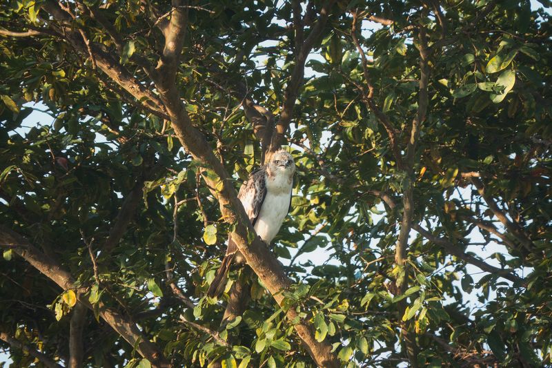 животные, природа, птицы, бердвотчинг, фотоохота, шри-ланка, wilpattu national park, sri lanka, wildlife, birds, birdwatching, animals Три эмоции изменчивого хохлатого орла фото превью