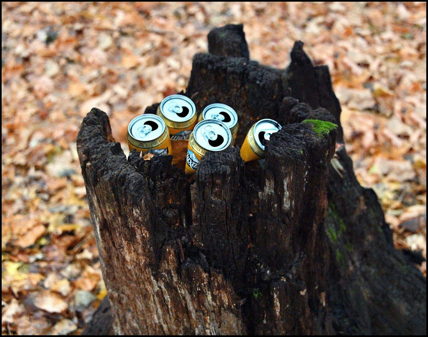 , Меднов Влад