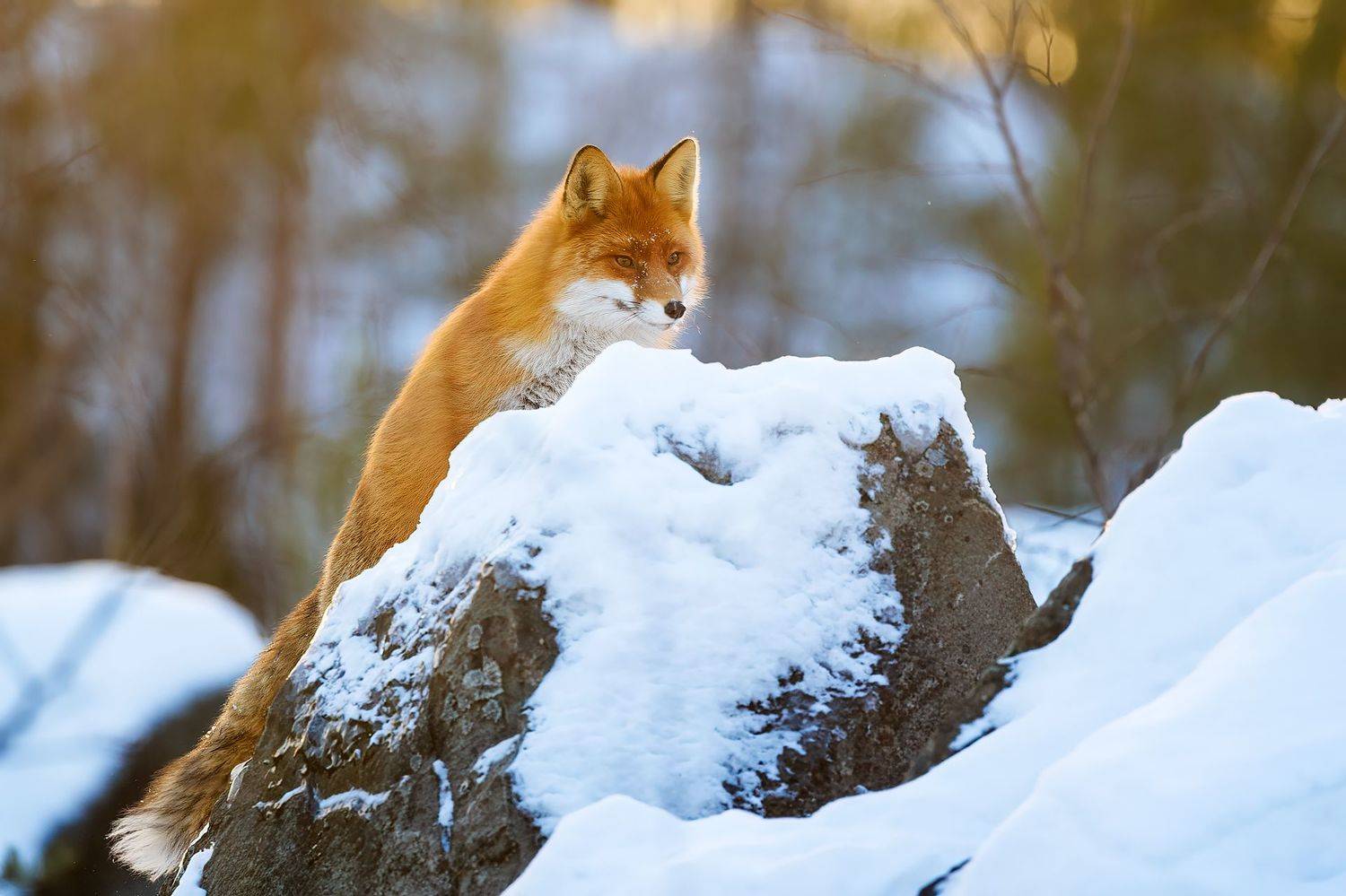 , Калинин Михаил