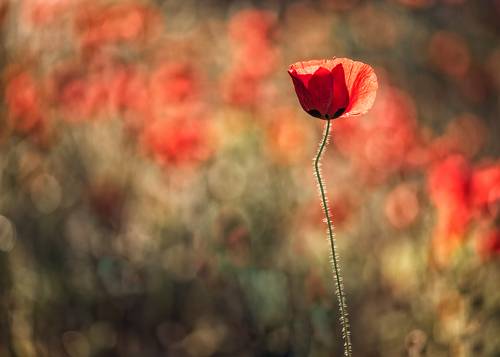 Poppies fires..