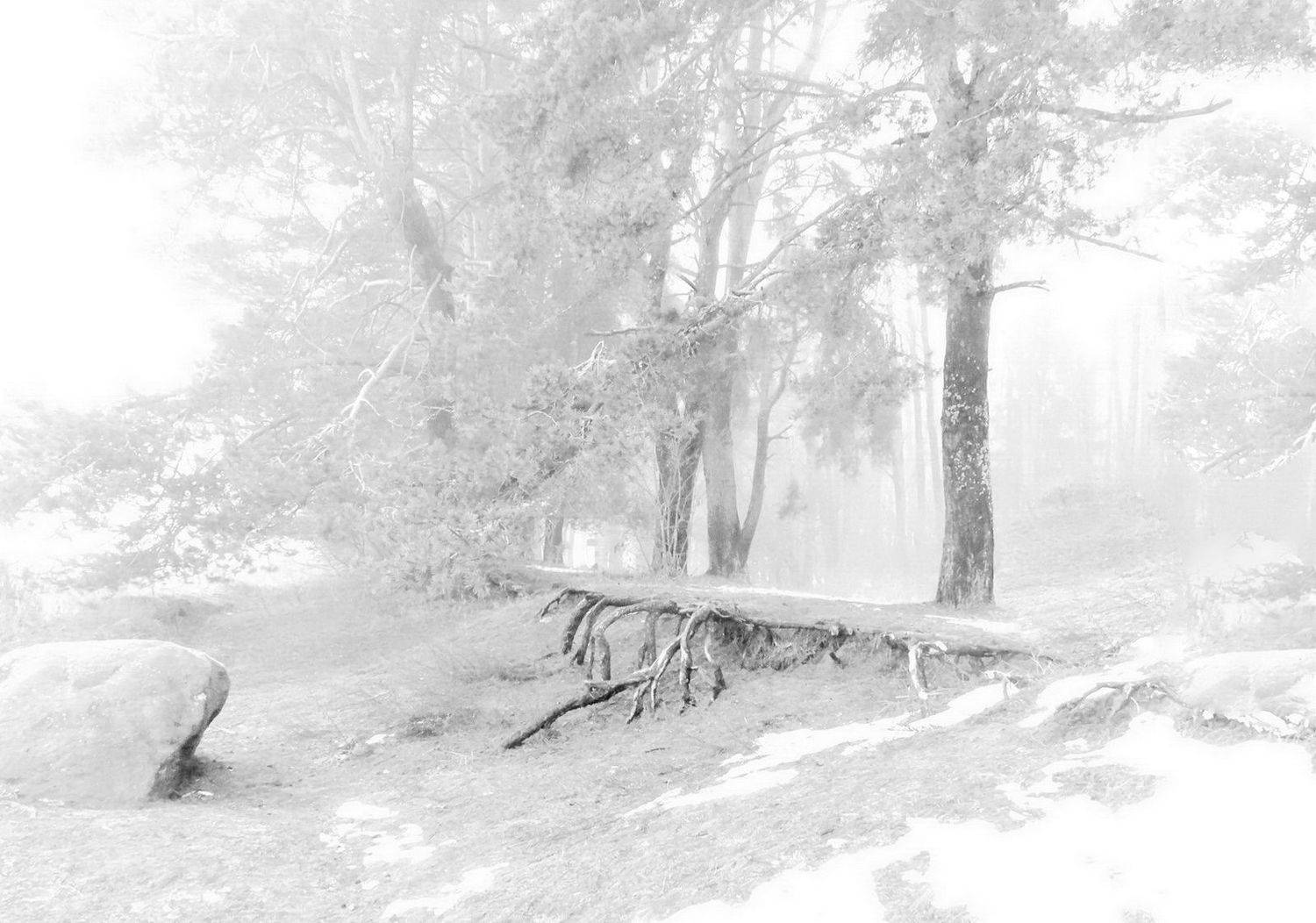 утро, камень, корни, Валерий Козуб