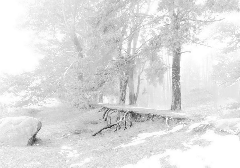 утро, камень, корни Опушка леса фото превью