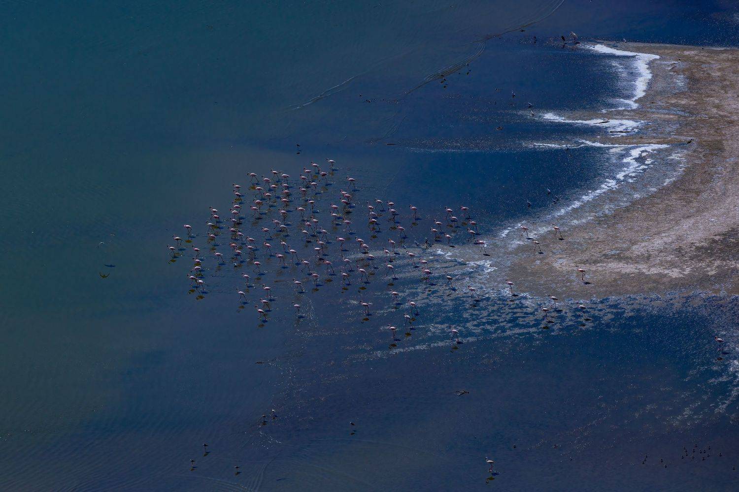 flamingos, aerial, lake magadi, Subi Sridharan