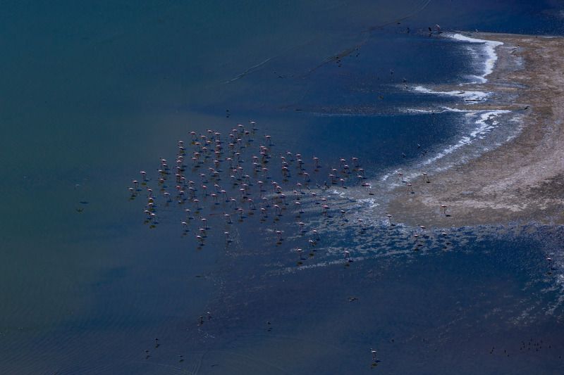 flamingos, aerial, lake magadi The Lake Shore фото превью