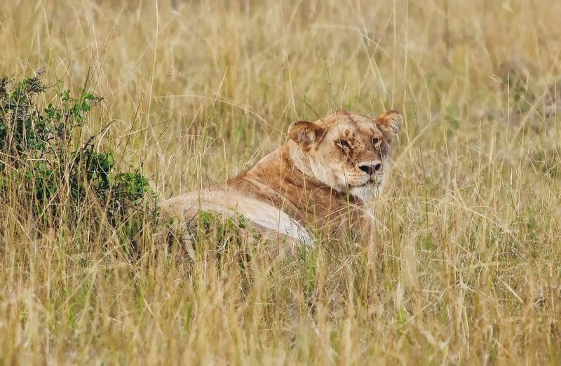 Kenya Lion  Lioness фото превью