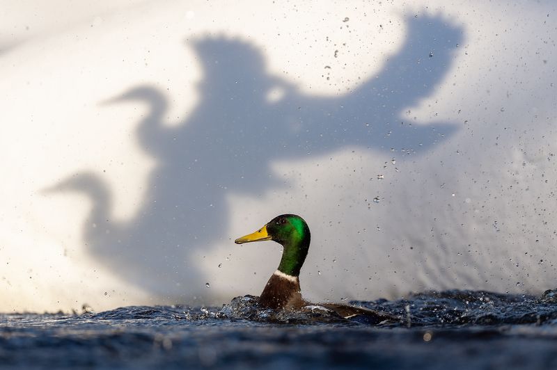 Кряквы. фото превью