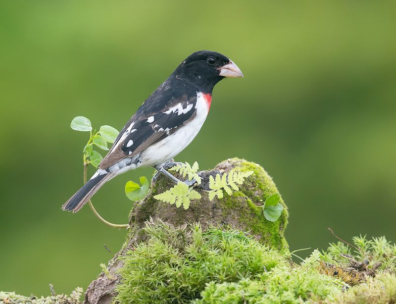 birds, красногрудый дубоносовый кардинал, rose-breasted grosbeak, ndigo  индиговый овсянковый кардинал, кардинал,oriole Spring Time Birds Migration - Весенняя миграция разных видов птиц фото превью