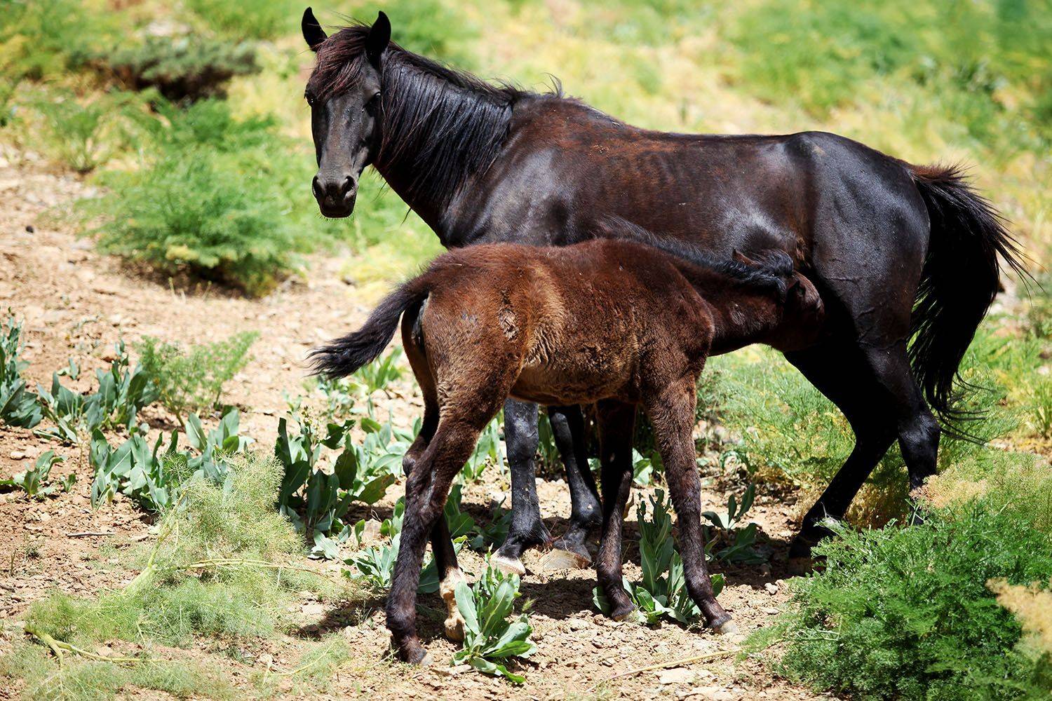, mehdi karimi souderjani