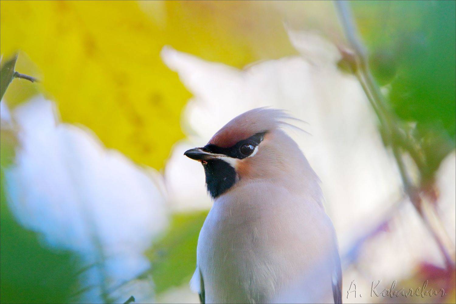 , Ковалевич А.