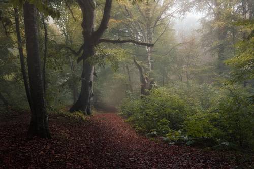 Misty dreams
