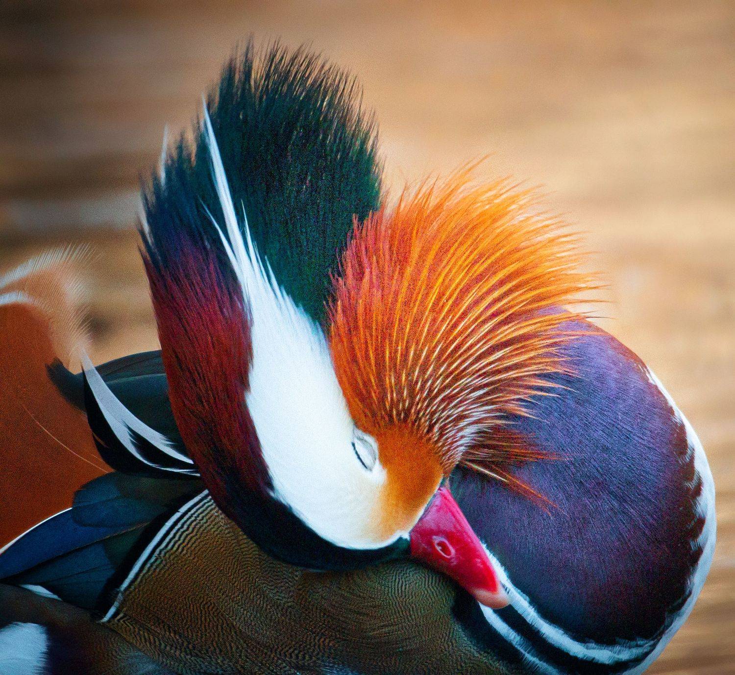птицы России, птицы Москвы, фотоохота, наблюдение за птицами, птица, птицы, орнитология, nikon, birding, birdwatching, bird freak, Никон Александр